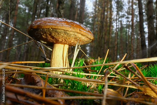 Richly Textured Mushroom Emerges From Lush Green Forest Floor Amid Tall Trees and Dappled Sunlight