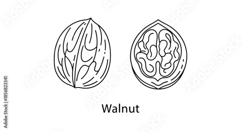 Scientific line art illustration of a whole walnut in shell and a cross section showing the nut kernel.