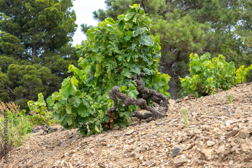 Foto View of hills and vineyards of Banyuls AOP, grapes plants, between Pyrenees moun
