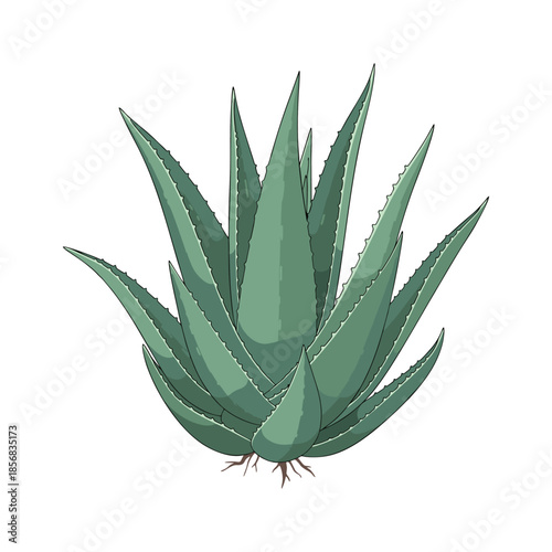 aloe vera plant isolated on white background