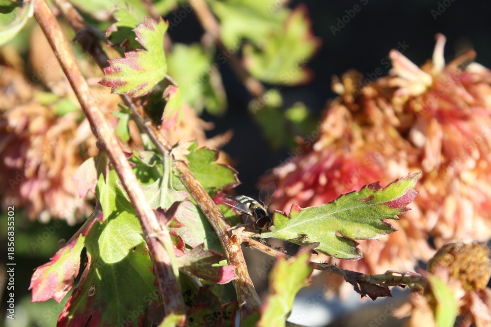 Fototapeta premium Pied hoverfly (Scaeva pyrastri) on chrysanthemum leaves