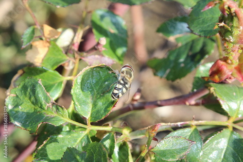 Pied hoverfly (Scaeva pyrastri) on Rose leaves