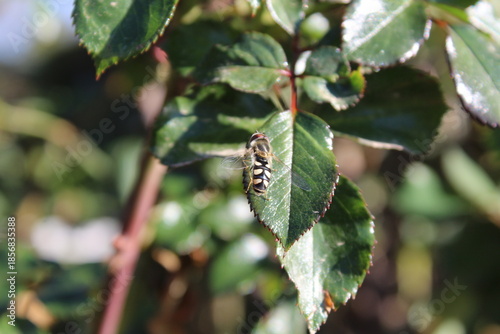 Pied hoverfly (Scaeva pyrastri) on Rose leaves