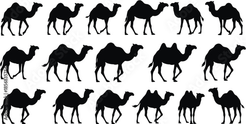 Silhouette of multiple camels walking in three rows