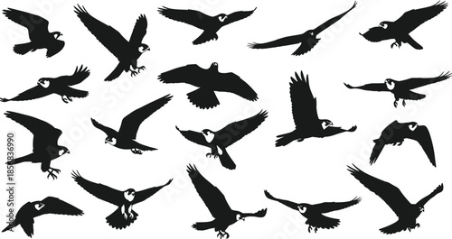 Collection of birds in flight silhouettes
