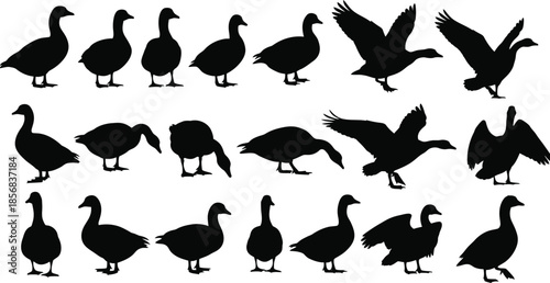Collection of black duck silhouettes in various poses