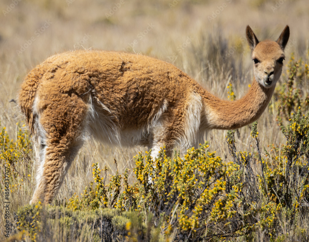 Fototapeta premium Ein wildes Vikunja in Peru