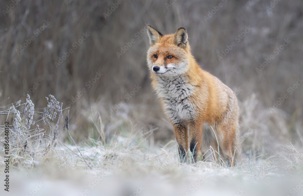 Obraz premium Red fox ( Vulpes vulpes ) in winter scenery