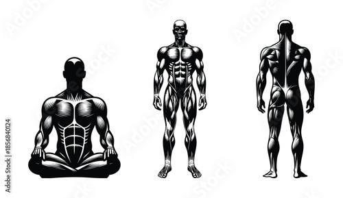 Anatomical illustration of a muscular male figure in three poses front back and seated meditation for fitness and health concepts