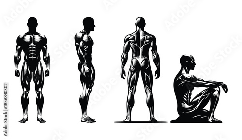 Anatomical muscle diagrams of a male figure in various poses detailed illustration for fitness and medical education isolated on white background