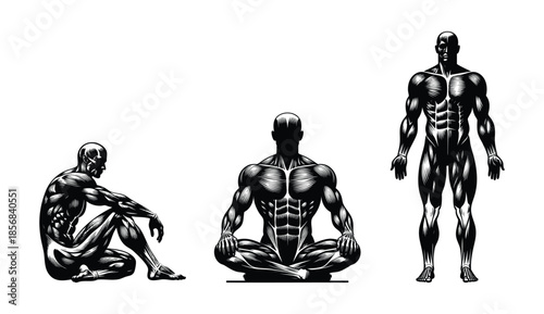 Anatomical illustration of muscular male figures in various poses representing fitness and human anatomy isolated on white background