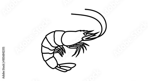 Clean black line art drawing of a single shrimp or prawn isolated on white for seafood menus and ocean themes.