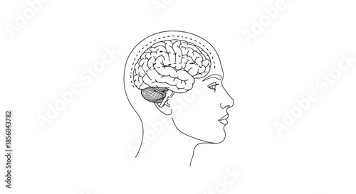 Medical or scientific line art illustration of a human head in profile, showing the brain's anatomy and structure for educational purposes.