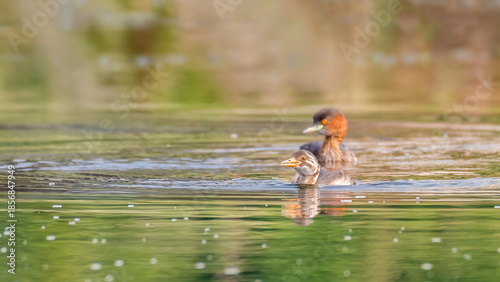 Fotografija A colorful picture of a juvenile Little grebe (Tachybaptus ruficollis)