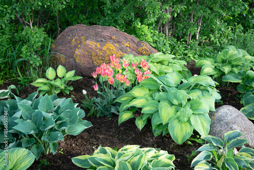 Pink tulips blooming in a shade garden of hostas.