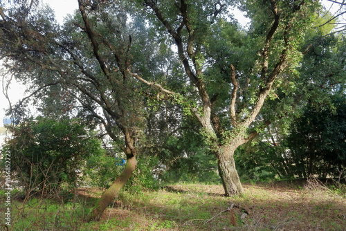 Parque florestal de Monsanto