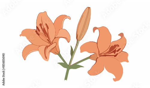 Watercolor orange lily flowers vector botanical illustration with blooming petals and buds isolated on white