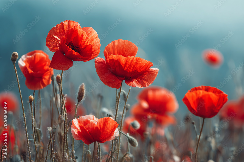 Obraz premium Vibrant red poppies bloom in a soft focus meadow under a clear blue sky