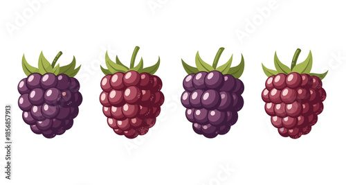 Collection of four ripe blackberries and raspberries with green leaves