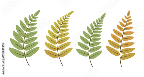 Four stylized fern fronds in green, yellow, and orange hues on a white background