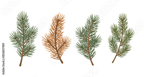 Pine branches, one brown and dead, three green and alive, isolated on white