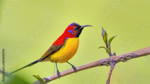 Bild auf Leinwand Colorful male Mrs