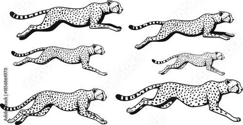 Cheetah running silhouette vector illustration, wild animal sprinting poses, fast predator clipart, wildlife motion design element, isolated on white background