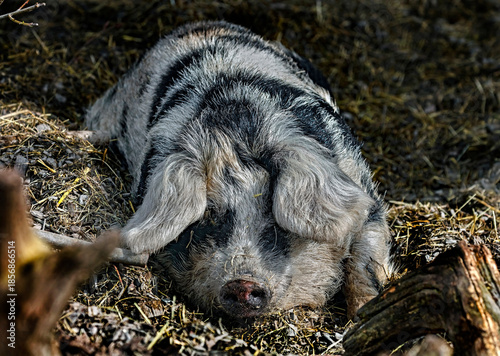 Portrait of domestic pig sleeping near the fence in its enclosure