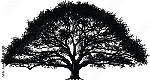 Detailed Silhouette of a Large Spreading Oak Tree with Broad Canopy and Intricate Branches Isolated on White Background for Nature Landscape Design,