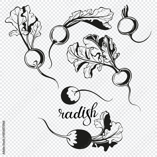 Radish, isolated vector elements on transparent background. Hand drawn set.