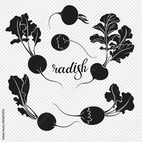 Radish, vector hand drawn set. Six isolated elements for design. Black silhouettes on transparent. 