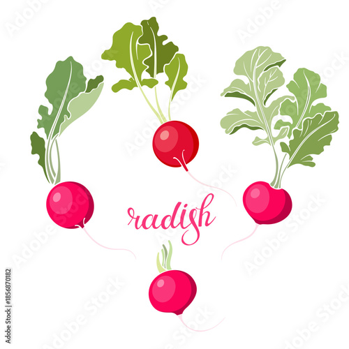 Radish, isolated vector elements on white background. Hand drawn set. Color.