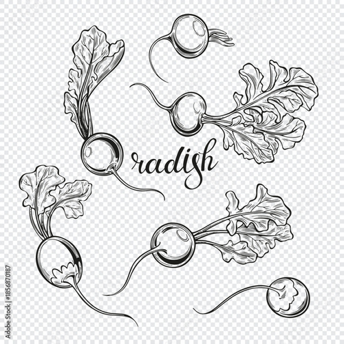Vector hand drawn radish set. Hand drawn vector illustration, sketch. Six isolated elements for design. Contour graphics. Monochrome.