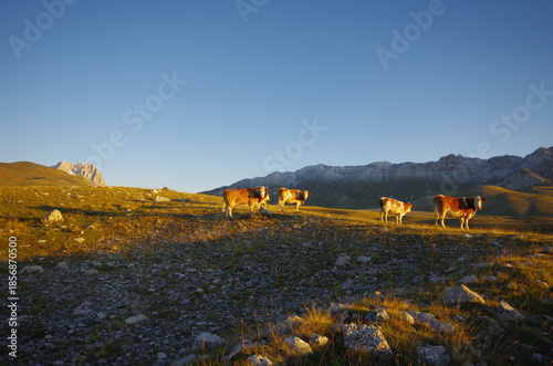 In the foreground, a herd of grazing cows illuminated by the rising sun, with mountain peaks in the background.