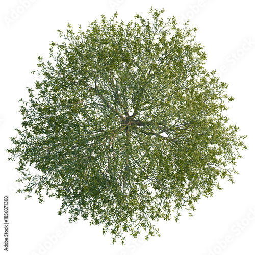 Tableau sur toile Salix babylonica tree plan, top view, cutout, isolate, good for architecture vis