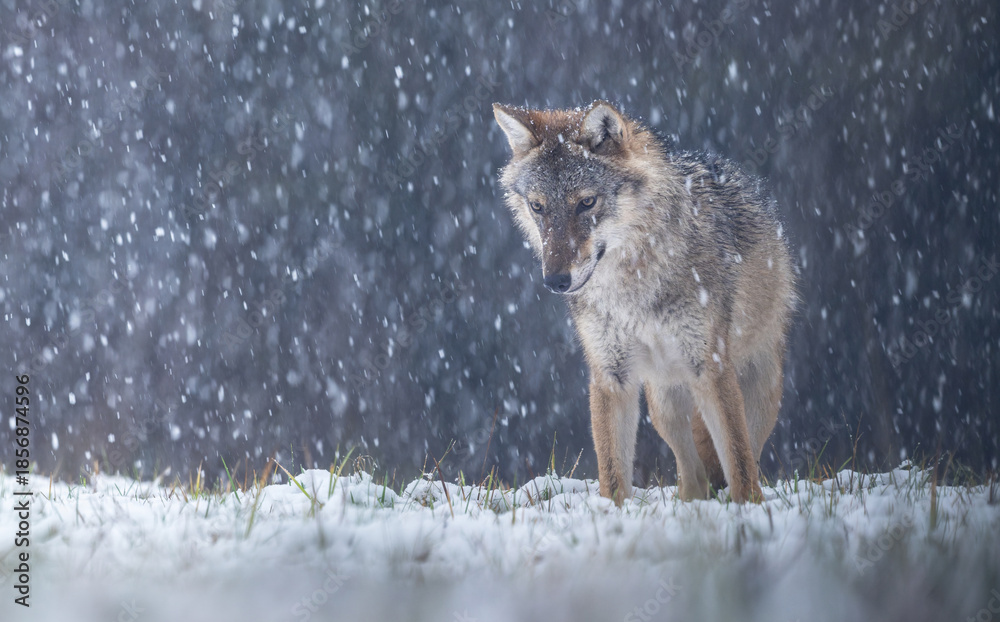 Fototapeta premium Grey wolf ( Canis lupus ) close up