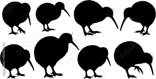 Set of kiwi bird silhouette, black and white silhouette, vector and illustration
