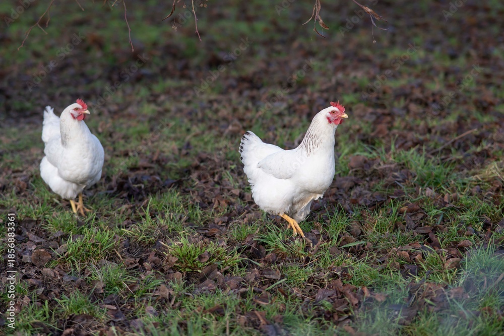 Fototapeta premium joli poulet blanc en liberté dans un champ d'herbe