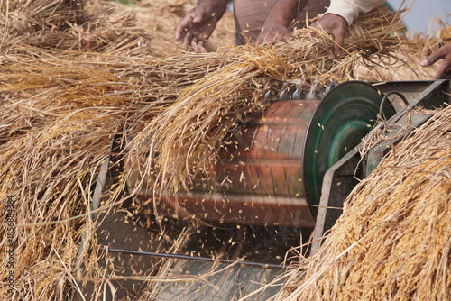 Threshing Machine Processing Grain Stalks in Rural Farm