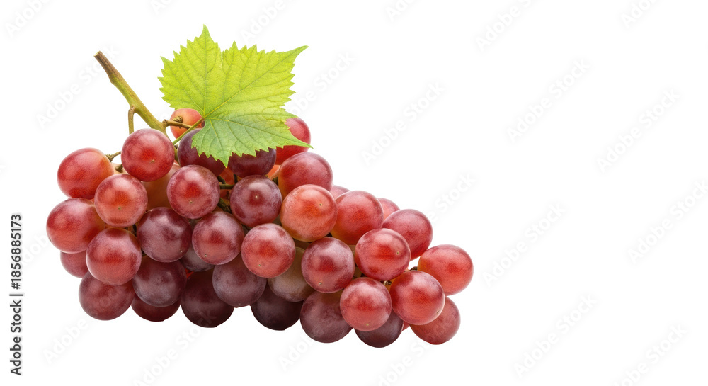 Fototapeta premium A plump bunch of red globe grapes with translucent purple-red skins and a green vine leaf, isolated on a stark white background with copy space, Concept of natural health