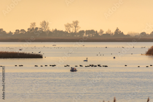 Schwäne, Gänse und Enten auf dem Bodden vor Zingst im Licht der untergehenden Sonne.