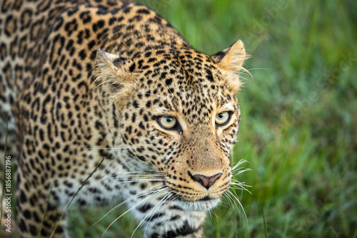 Very close up of Leopard (Panthera pardus) in masai mara conservancy