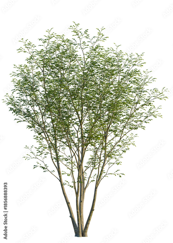 Obraz premium Pteroceltis tatarinowii tree, front view, cutout, isolate, Isolated tree with vibrant green leaves on a transparent background, ideal for design and decorative projects
