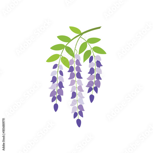 An illustration of wisteria flowers with green leaves and purple blossoms