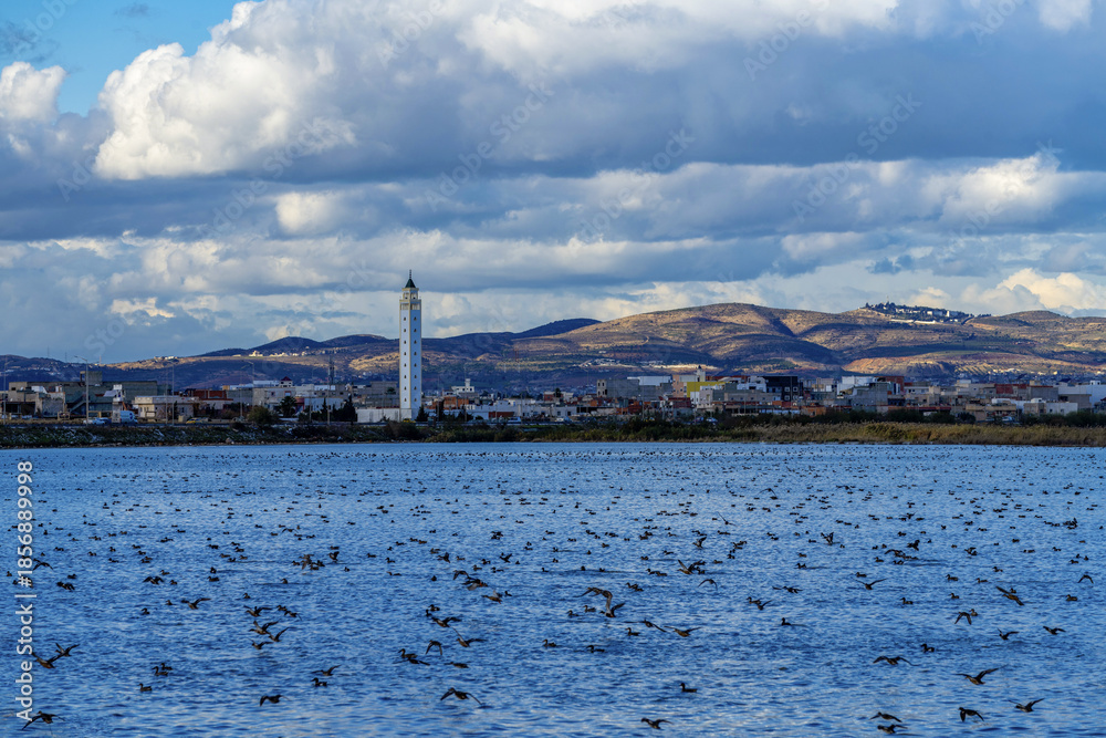 Obraz premium Envol de canards dans une vaste zone humide aux alentours de Tunis