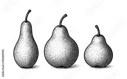 Vintage engraving of three pears in different shapes and sizes