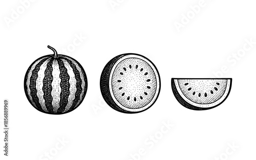 Vintage watermelon engraving: whole, sliced, and halved illustrations in black and white