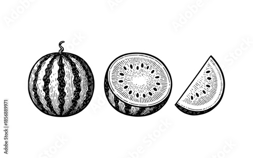 Hand drawn watermelon set in vintage sketch style for fresh fruit designs