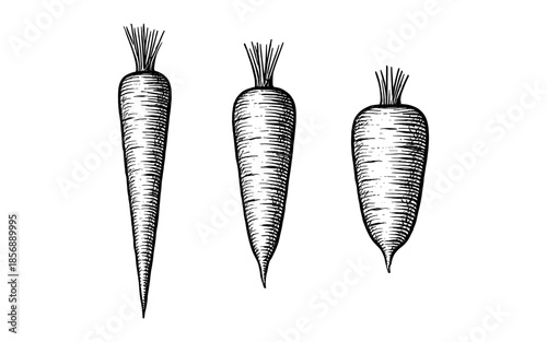 Vintage carrot sketches: hand-drawn trio with organic detail