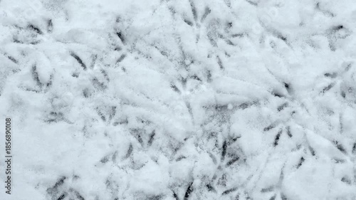 Bird tracks on a path covered with fresh snow, top view